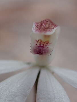 Image of Caladenia gracilis R. Br.