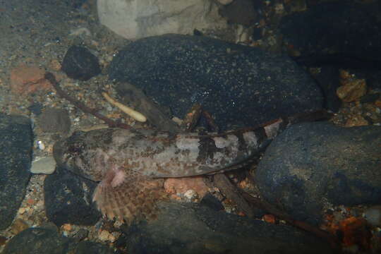 Image of Dordogne sculpin