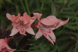 Image of Gladiolus carneus D. Delaroche