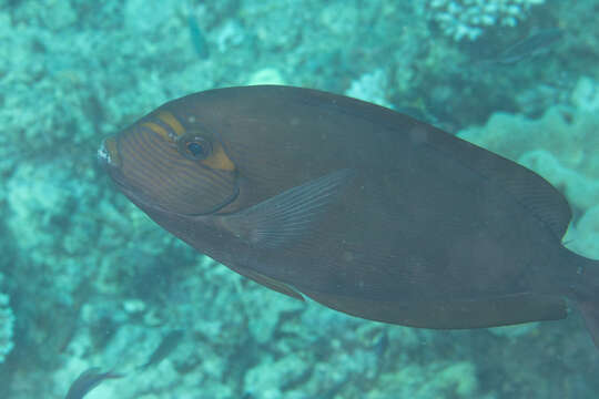 Image of Bleeker's Surgeonfish