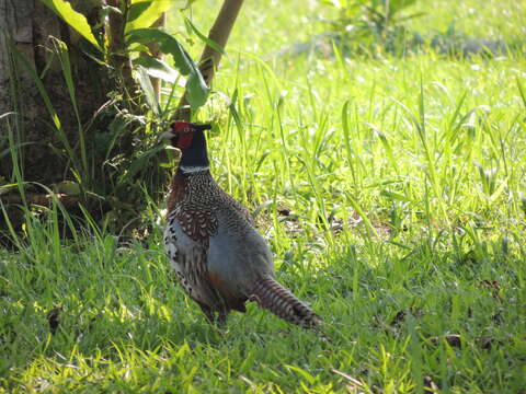 Imagem de Phasianus colchicus formosanus Elliot & DG 1870