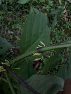 صورة Witheringia solanacea L'Hér.