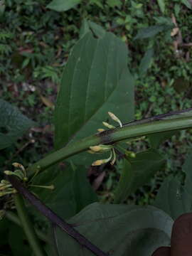 Image of Witheringia solanacea L'Hér.