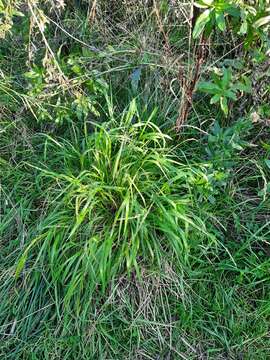 Elymus fibrosus (Schrenk) Tzvelev的圖片