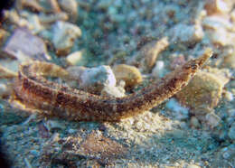 Image of Obscure pipefish