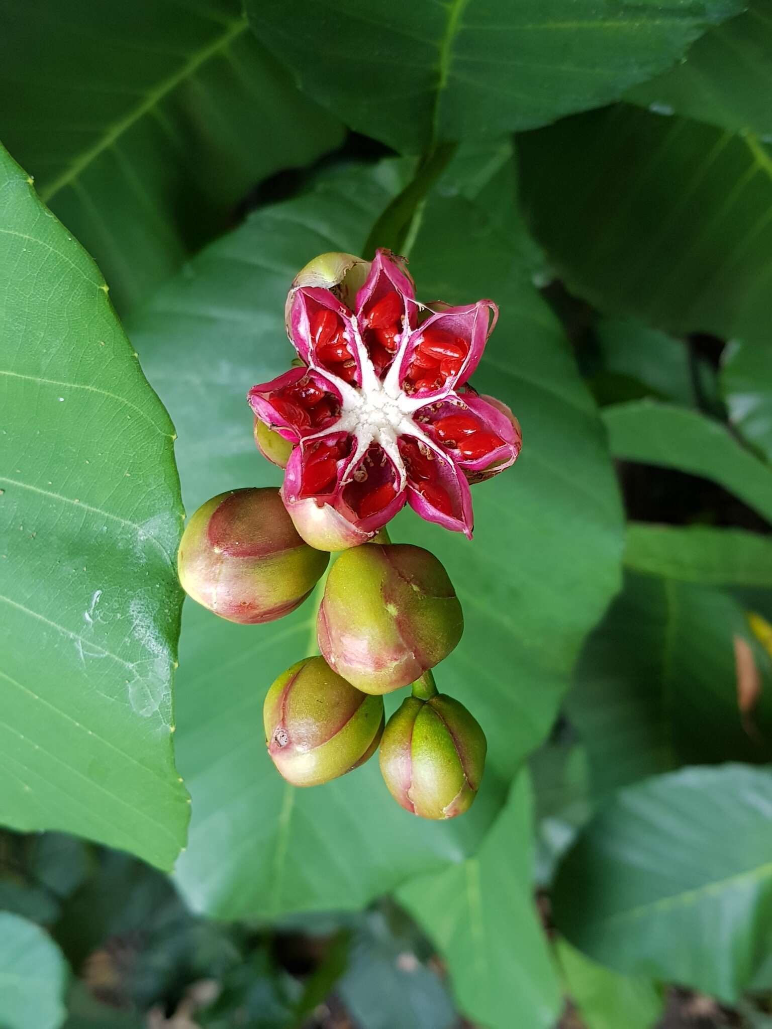 Image of shrubby dillenia