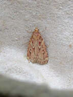 Image of Grease Moth