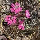 Image of simple campion