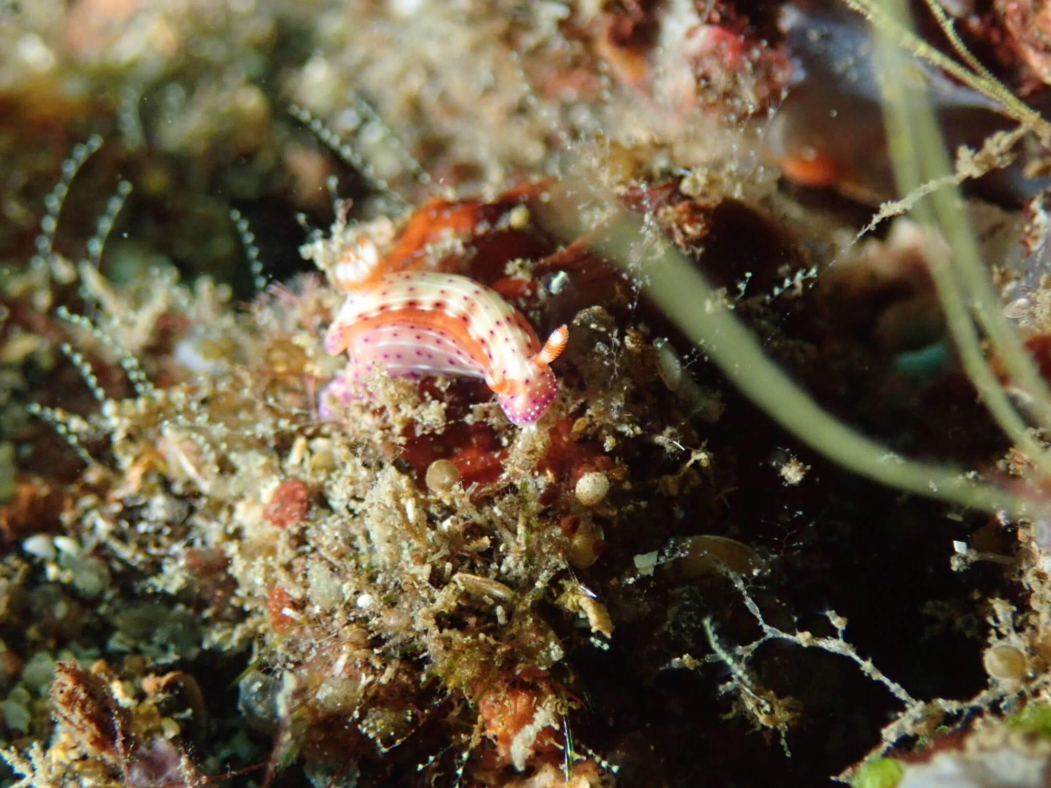 Plancia ëd Hypselodoris maculosa (Pease 1871)