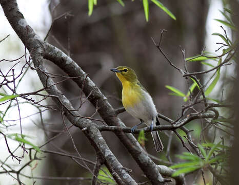 Sivun keltarintavireo kuva