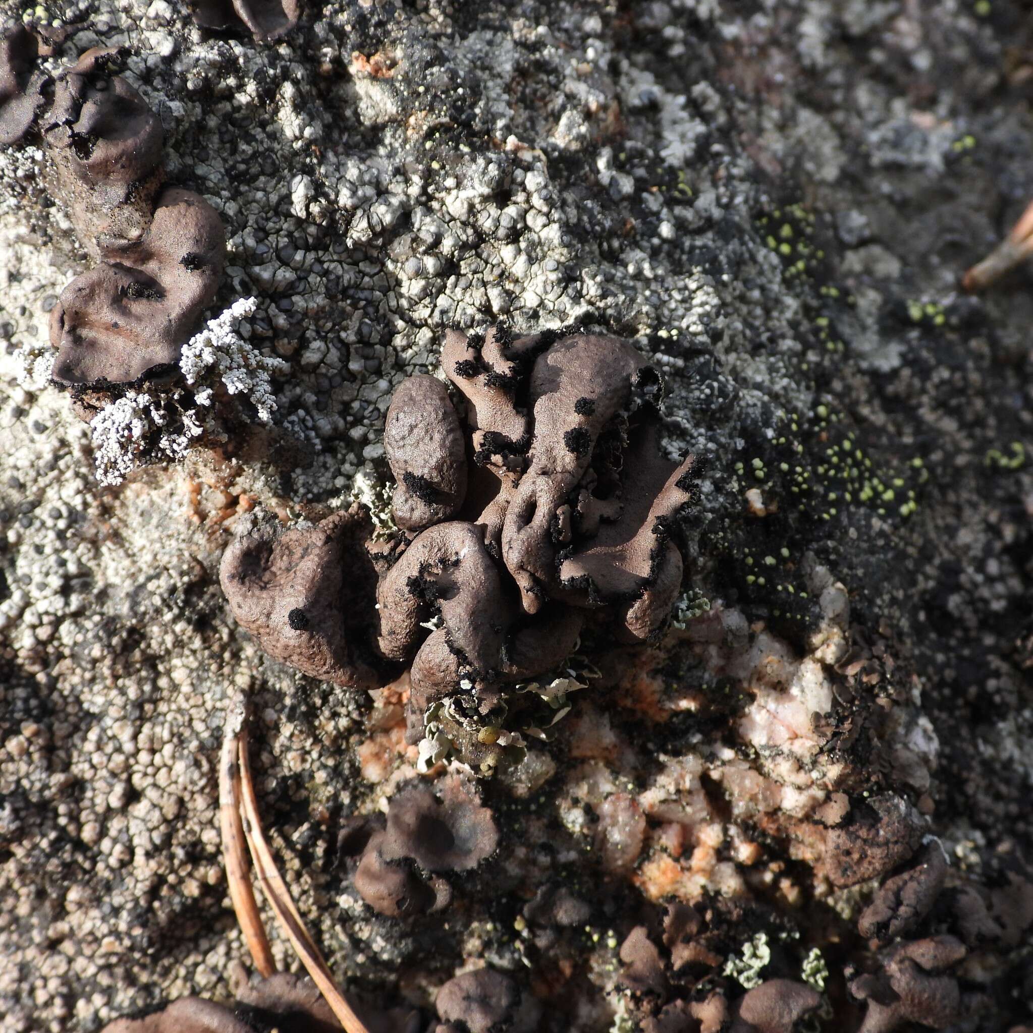 Image of manyroot navel lichen