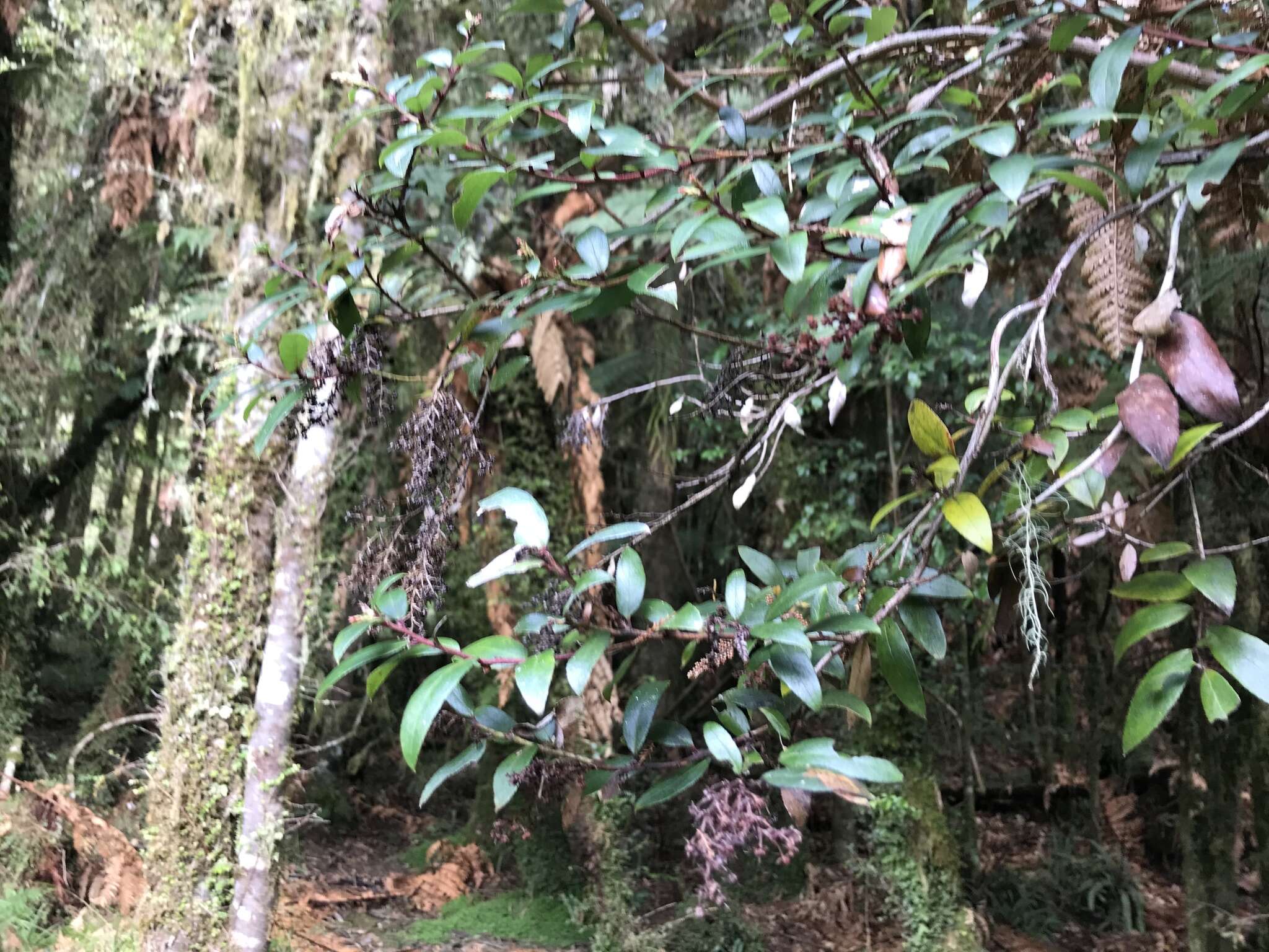 Image of Gaultheria paniculata B, L. Burtt & A. W. Hill