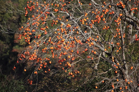 Image of japanese persimmon