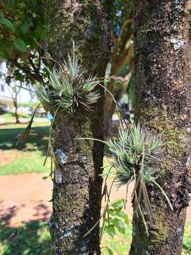 Image of Tillandsia loliacea Mart. ex Schult. & Schult. fil.