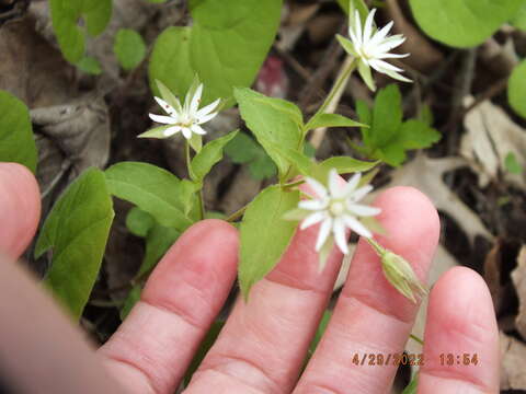 Image of Tennessee starwort