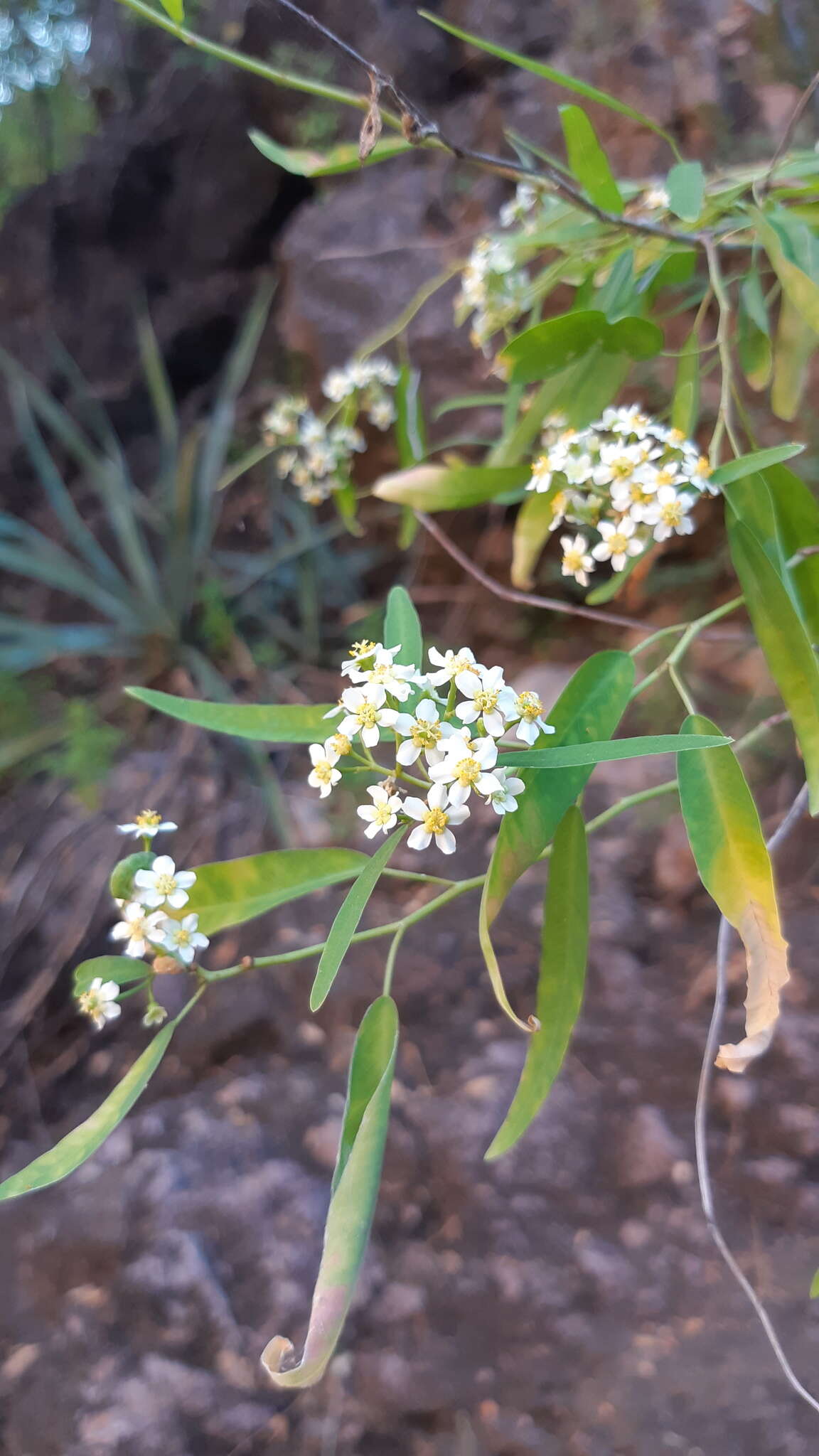 Image of Euphorbia gentryi V. W. Steinm. & T. F. Daniel