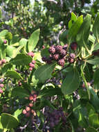 Image of mangrove