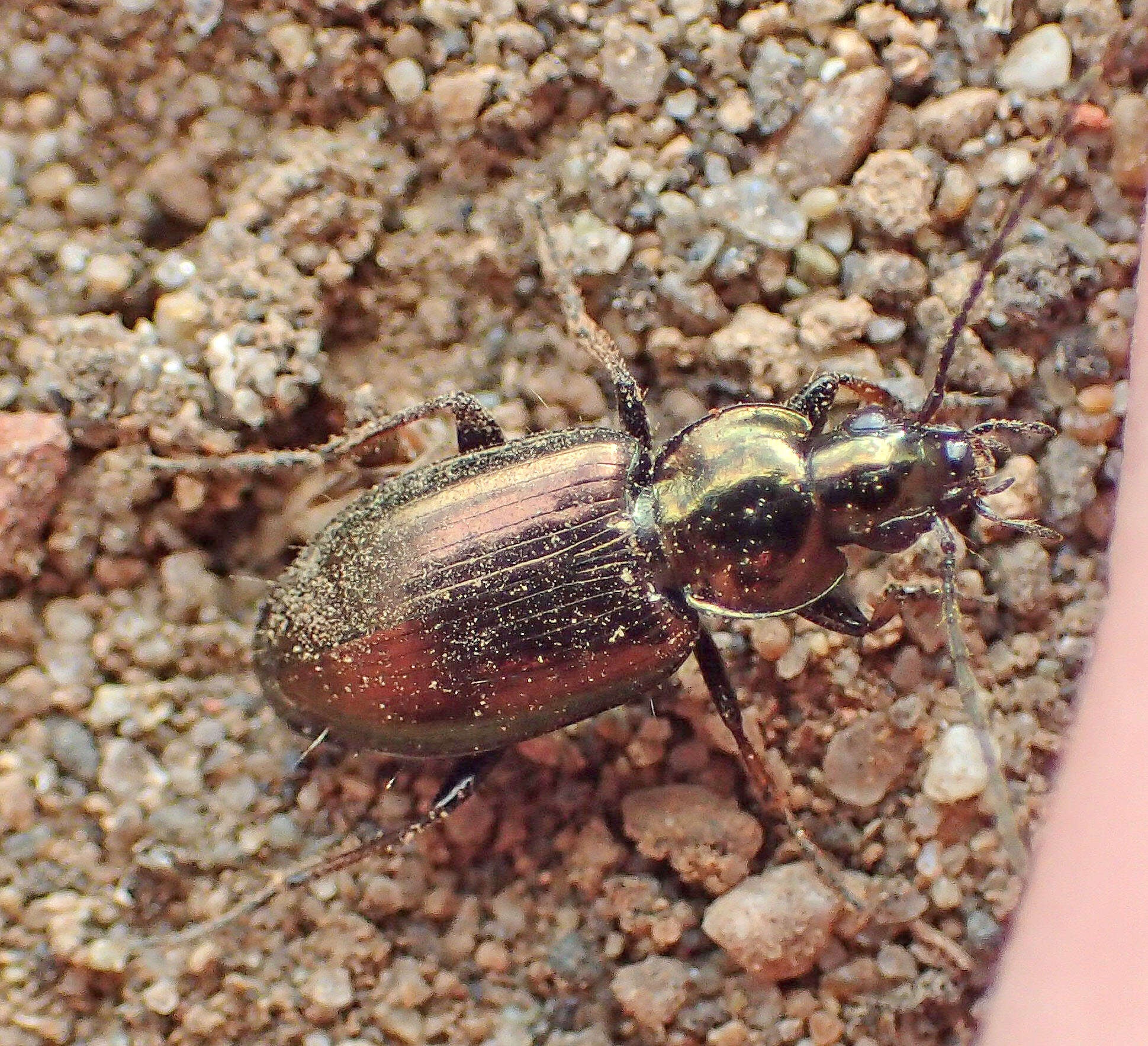 Agonum (Agonum) muelleri (Herbst 1784)的圖片