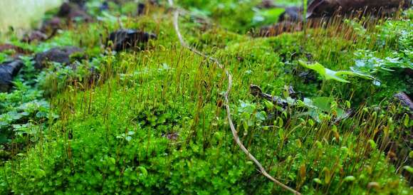 Image of largetooth calcareous moss