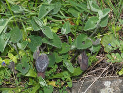 Image of Aristolochia cretica Lam.