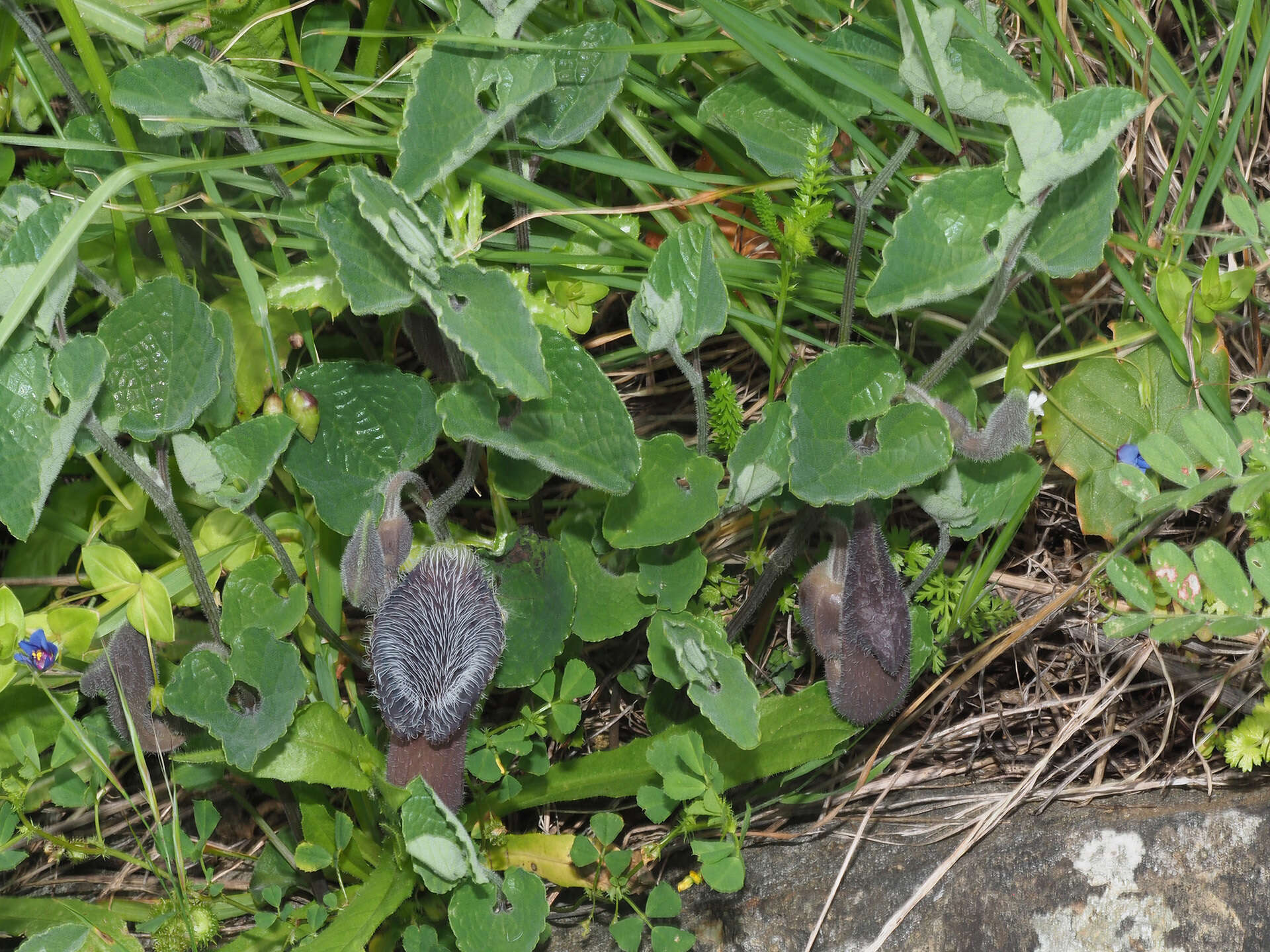 Image of Aristolochia cretica Lam.