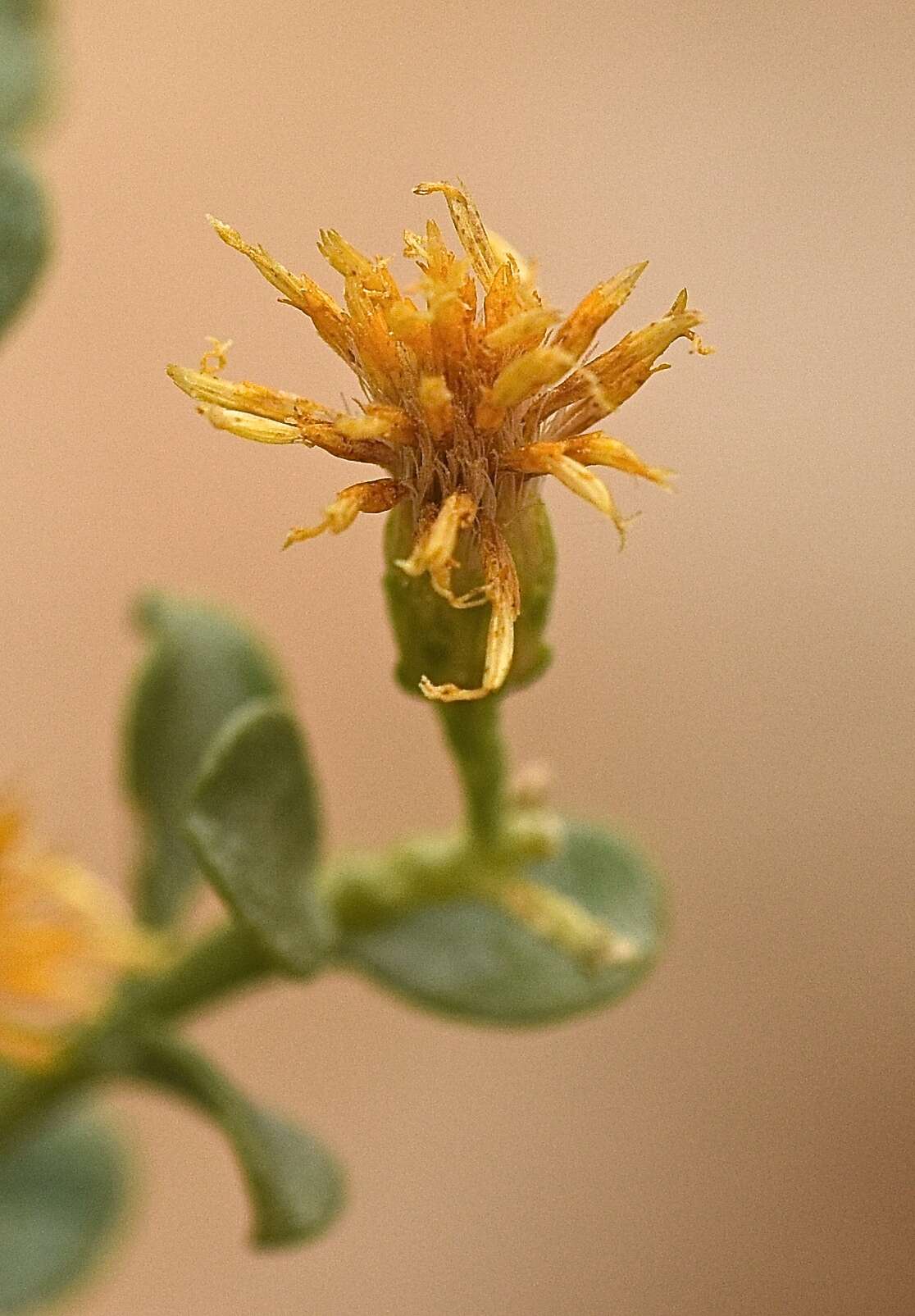 Image of cliff goldenbush