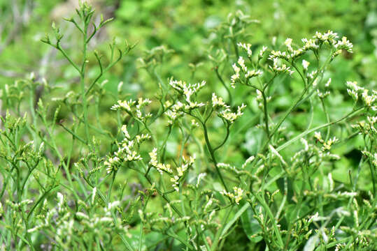 Imagem de Limonium sinense (Girard) Kuntze