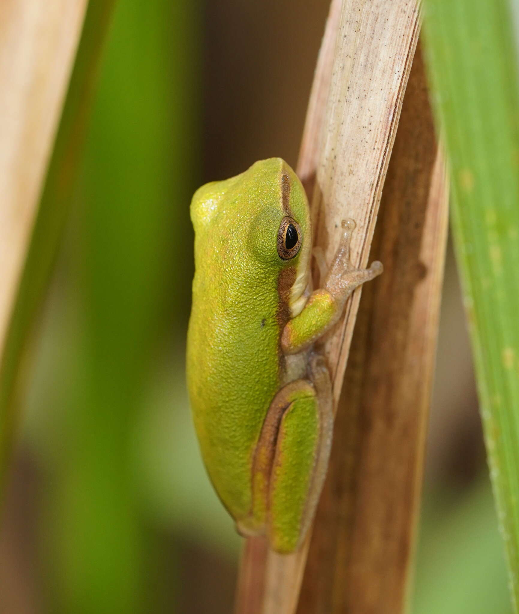 Image of Eastern Dwarf Tree Frog