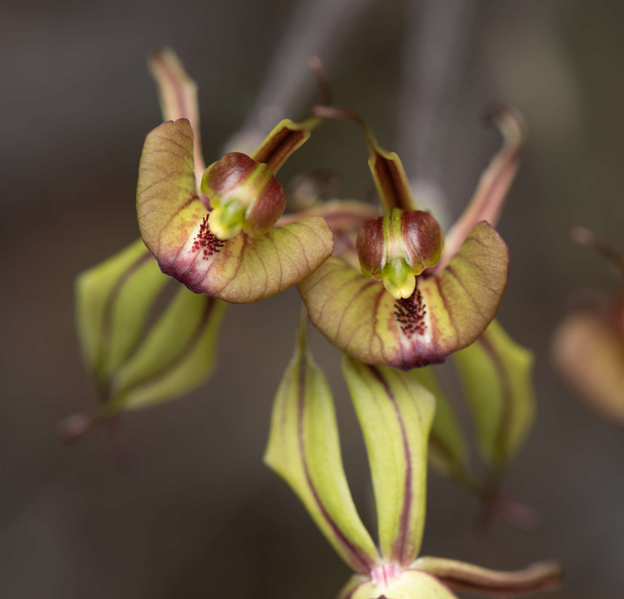 Image of Purple-veined spider orchid