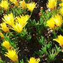 صورة Lampranthus explanatus (L. Bol.) N. E. Br.