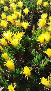 صورة Lampranthus explanatus (L. Bol.) N. E. Br.