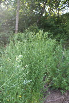 Sivun Chenopodium bryoniifolium A. Bunge kuva