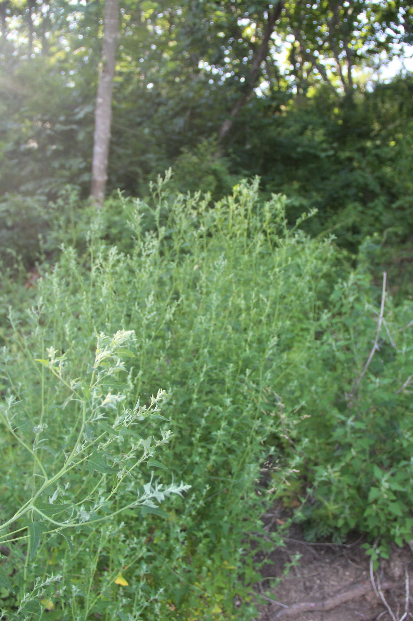 Sivun Chenopodium bryoniifolium A. Bunge kuva