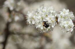 Image of Blueberry Habropoda