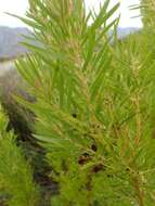 Plancia ëd Leucadendron salicifolium (Salisb.) I. Williams