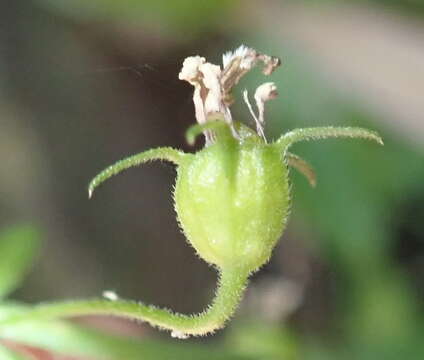 Imagem de Monopsis alba Phillipson