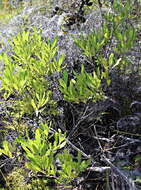 Image of Florida hopbush