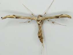 Image of Eupatorium Plume Moth