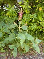 Image of hedge nettle