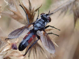 Image of Cylindromyia brassicaria (Fabricius 1775)