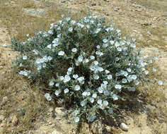 Слика од Convolvulus lanatus Vahl