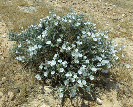 Image de Convolvulus lanatus Vahl