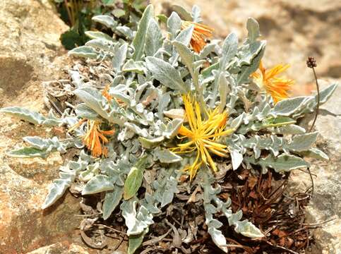 Plancia ëd Centaurea mariana Nym.