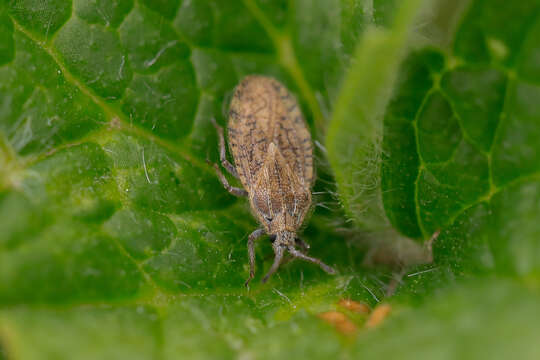 Image of Tingis (Neolasiotropis) pilosa Hummel 1825