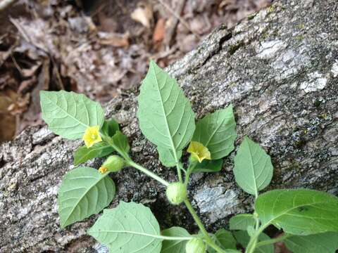 Physalis missouriensis Mackenzie & Bush的圖片