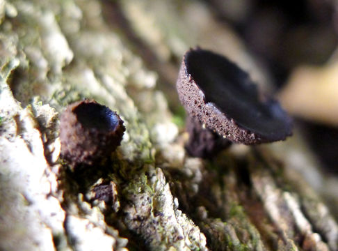 Image of Black Bulgar