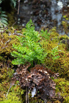 Sivun Cryptogramma sitchensis (Rupr.) Moore kuva