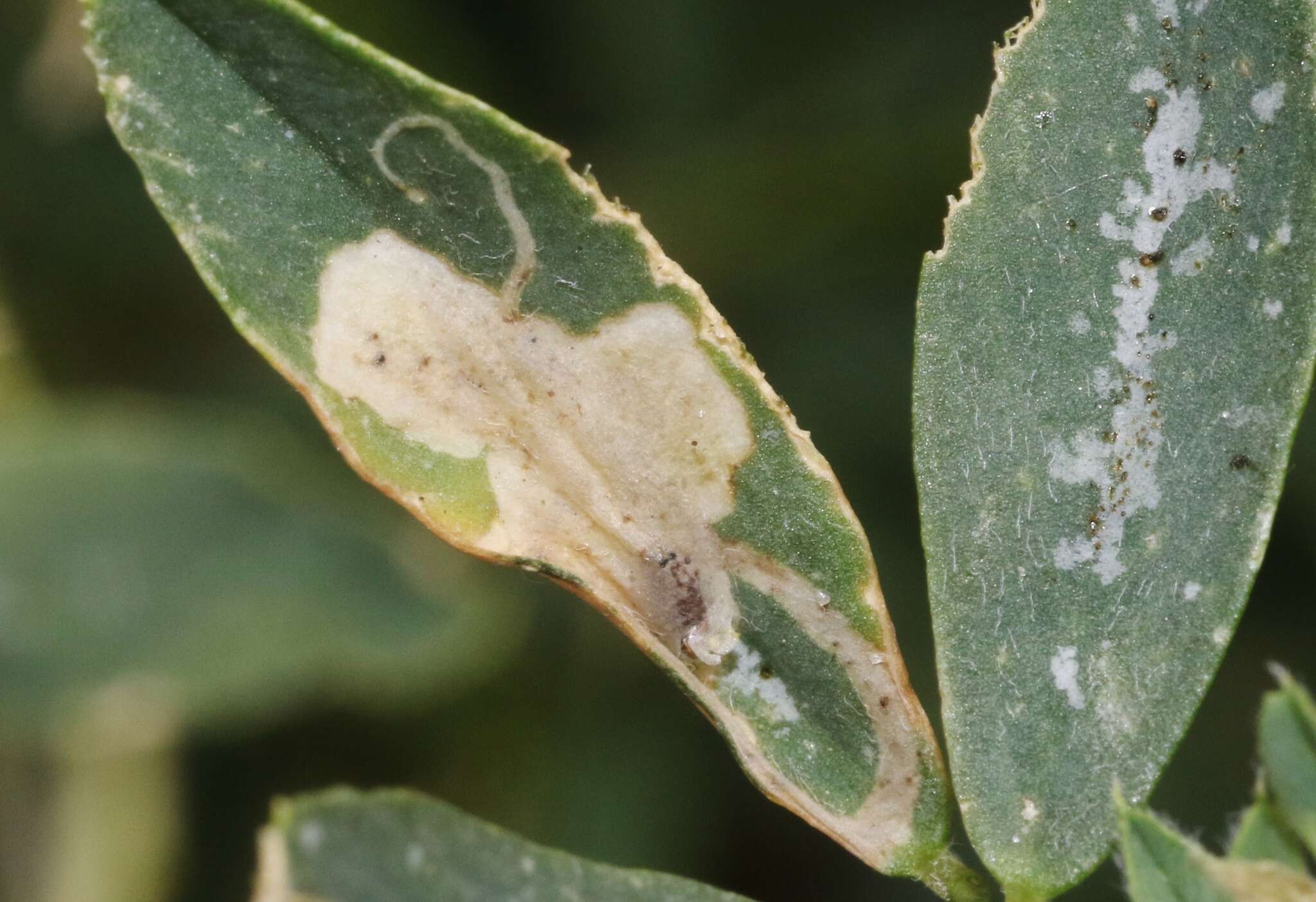 Image of Liriomyza trifoliearum Spencer 1973