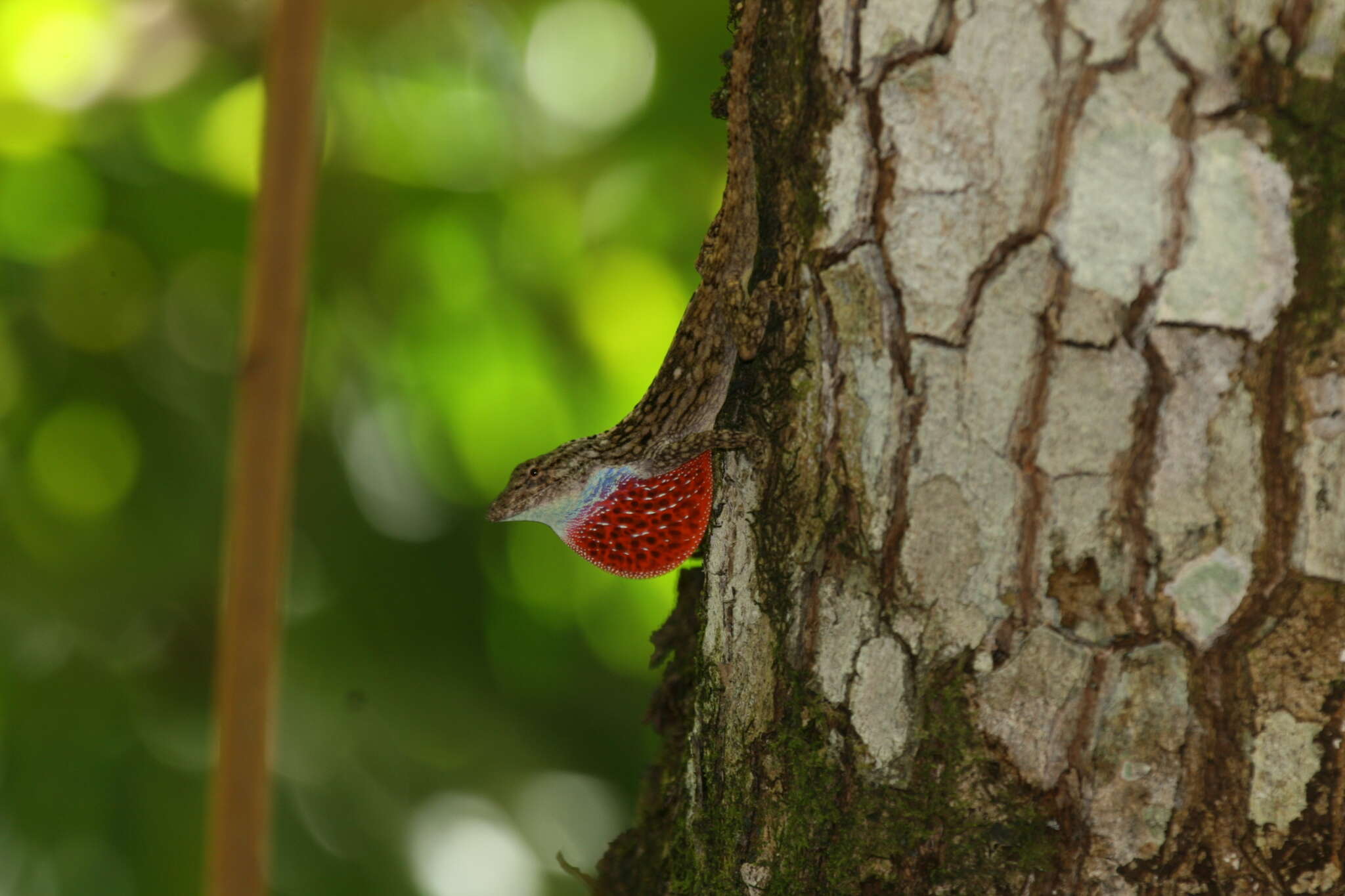 Image of Anolis charlesmyersi Köhler 2010