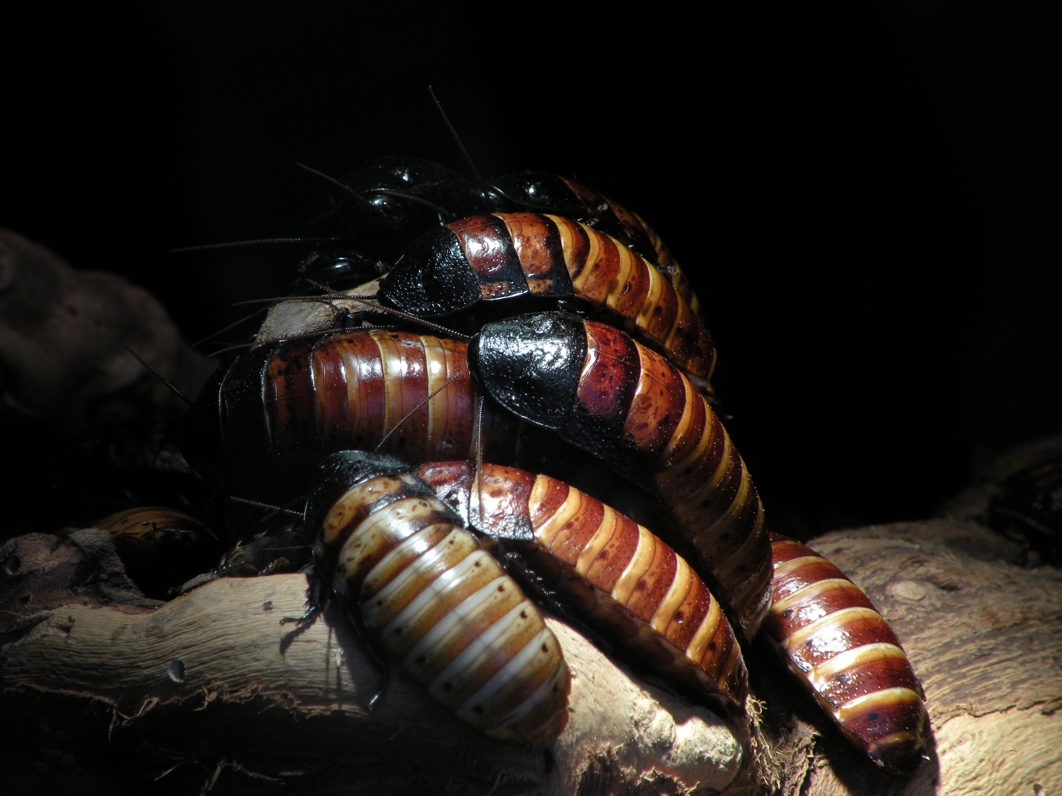 Madagascar Hissing Cockroach Media Encyclopedia Of Life